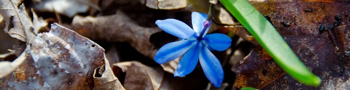 blue-flower.jpg - 37,76 kB
